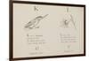 Kingfisher and Lily Illustrations and Verse From Nonsense Alphabets by Edward Lear.-null-Framed Giclee Print