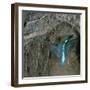 Kingfisher and Worm-CM Dixon-Framed Photographic Print