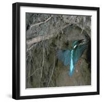 Kingfisher and Worm-CM Dixon-Framed Photographic Print