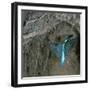 Kingfisher and Worm-CM Dixon-Framed Photographic Print