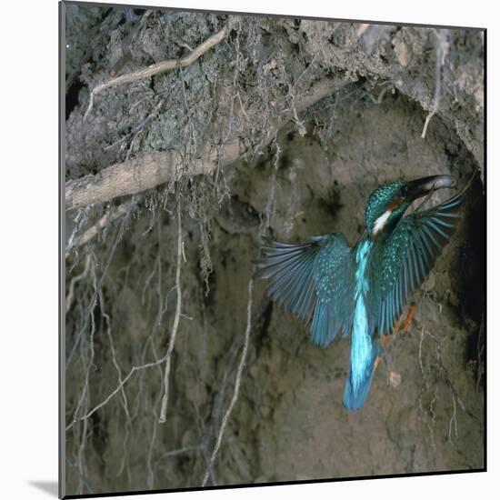 Kingfisher and Worm-CM Dixon-Mounted Photographic Print