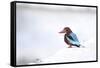 Kingfisher Bird Sitting on a White Wall in Udaipur, India-Erik Kruthoff-Framed Stretched Canvas