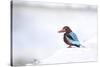 Kingfisher Bird Sitting on a White Wall in Udaipur, India-Erik Kruthoff-Stretched Canvas