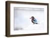 Kingfisher Bird Sitting on a White Wall in Udaipur, India-Erik Kruthoff-Framed Photographic Print