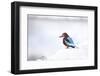Kingfisher Bird Sitting on a White Wall in Udaipur, India-Erik Kruthoff-Framed Photographic Print