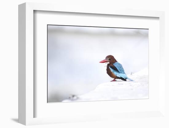 Kingfisher Bird Sitting on a White Wall in Udaipur, India-Erik Kruthoff-Framed Photographic Print