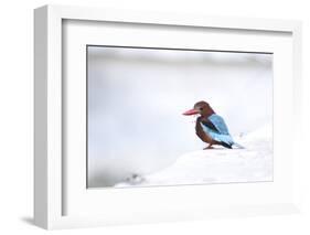 Kingfisher Bird Sitting on a White Wall in Udaipur, India-Erik Kruthoff-Framed Photographic Print