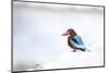 Kingfisher Bird Sitting on a White Wall in Udaipur, India-Erik Kruthoff-Mounted Photographic Print