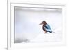 Kingfisher Bird Sitting on a White Wall in Udaipur, India-Erik Kruthoff-Framed Photographic Print