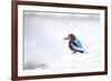 Kingfisher Bird Sitting on a White Wall in Udaipur, India-Erik Kruthoff-Framed Photographic Print