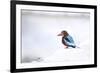 Kingfisher Bird Sitting on a White Wall in Udaipur, India-Erik Kruthoff-Framed Photographic Print