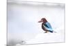 Kingfisher Bird Sitting on a White Wall in Udaipur, India-Erik Kruthoff-Mounted Photographic Print