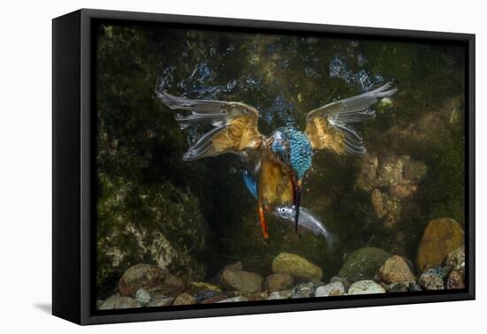 Kingfisher Hunting a Fish Underwater-ClickAlps-Framed Stretched Canvas