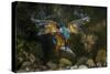 Kingfisher Hunting a Fish Underwater-ClickAlps-Stretched Canvas