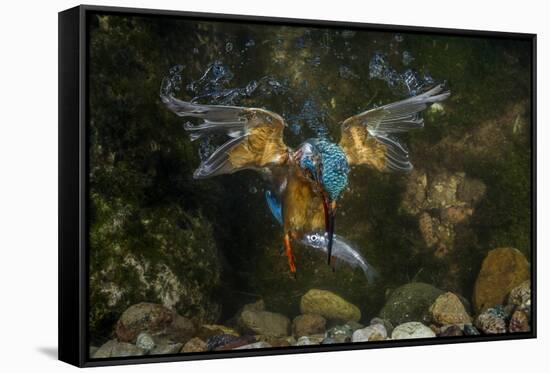 Kingfisher Hunting a Fish Underwater-ClickAlps-Framed Stretched Canvas