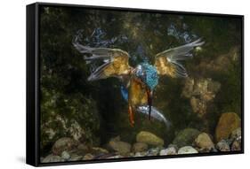 Kingfisher Hunting a Fish Underwater-ClickAlps-Framed Stretched Canvas