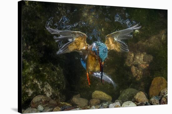 Kingfisher Hunting a Fish Underwater-ClickAlps-Stretched Canvas