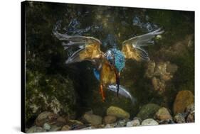 Kingfisher Hunting a Fish Underwater-ClickAlps-Stretched Canvas