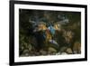 Kingfisher Hunting a Fish Underwater-ClickAlps-Framed Premium Photographic Print