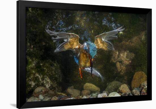 Kingfisher Hunting a Fish Underwater-ClickAlps-Framed Premium Photographic Print