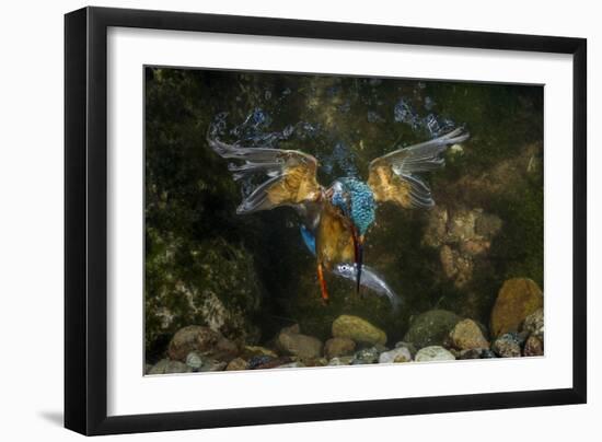 Kingfisher Hunting a Fish Underwater-ClickAlps-Framed Photographic Print