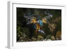 Kingfisher Hunting a Fish Underwater-ClickAlps-Framed Photographic Print