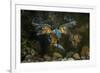 Kingfisher Hunting a Fish Underwater-ClickAlps-Framed Photographic Print