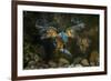 Kingfisher Hunting a Fish Underwater-ClickAlps-Framed Photographic Print