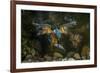 Kingfisher Hunting a Fish Underwater-ClickAlps-Framed Photographic Print