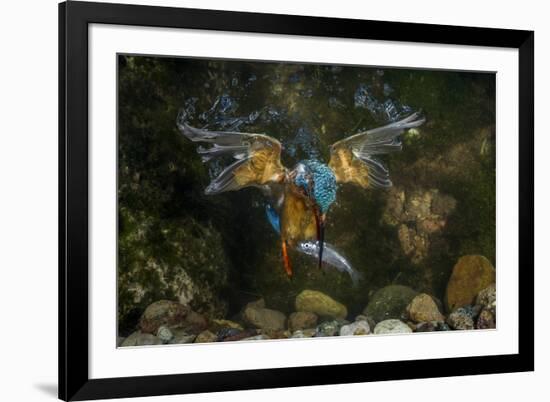 Kingfisher Hunting a Fish Underwater-ClickAlps-Framed Photographic Print