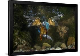 Kingfisher Hunting a Fish Underwater-ClickAlps-Framed Photographic Print