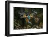 Kingfisher Hunting a Fish Underwater-ClickAlps-Framed Photographic Print