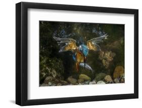 Kingfisher Hunting a Fish Underwater-ClickAlps-Framed Photographic Print