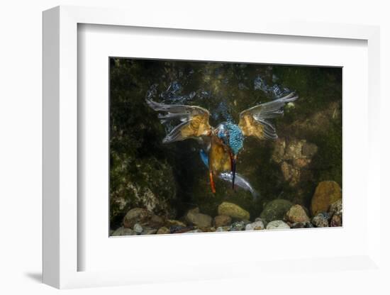 Kingfisher Hunting a Fish Underwater-ClickAlps-Framed Photographic Print