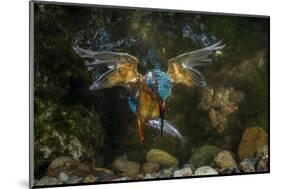 Kingfisher Hunting a Fish Underwater-ClickAlps-Mounted Photographic Print