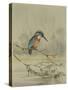 Kingfisher, Illustration from 'A History of British Birds' by William Yarrell, c.1905-10-Edward Adrian Wilson-Stretched Canvas