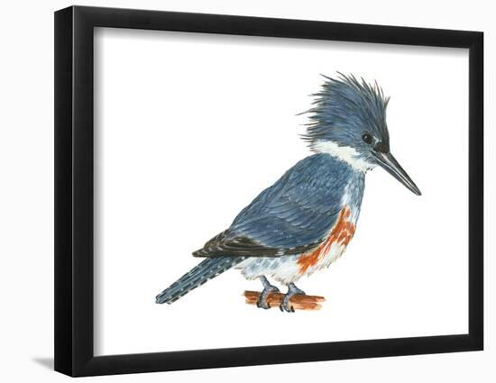 Kingfisher (Megaceryle Alcyon), Birds-Encyclopaedia Britannica-Framed Poster