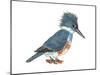 Kingfisher (Megaceryle Alcyon), Birds-Encyclopaedia Britannica-Mounted Poster