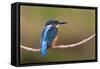 Kingfisher on Branch-null-Framed Stretched Canvas