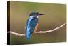 Kingfisher on Branch-null-Stretched Canvas