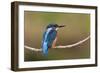 Kingfisher on Branch-null-Framed Photographic Print