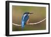 Kingfisher on Branch-null-Framed Photographic Print