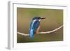 Kingfisher on Branch-null-Framed Photographic Print