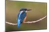 Kingfisher on Branch-null-Mounted Photographic Print