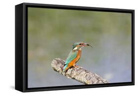 Kingfisher on Perch with Fish-null-Framed Stretched Canvas