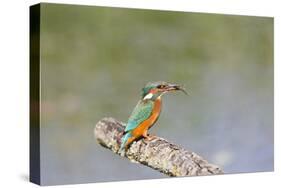 Kingfisher on Perch with Fish-null-Stretched Canvas