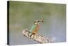 Kingfisher on Perch with Fish-null-Stretched Canvas