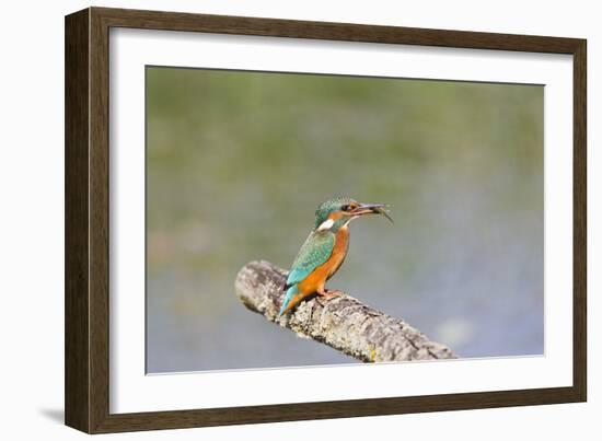 Kingfisher on Perch with Fish-null-Framed Photographic Print