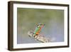 Kingfisher on Perch with Fish-null-Framed Photographic Print