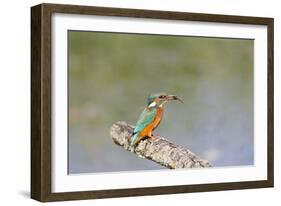 Kingfisher on Perch with Fish-null-Framed Photographic Print